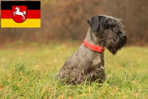 Read more about the article Czech Terrier crescător și căței în Saxonia Inferioară