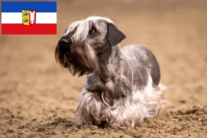 Read more about the article Crescători de Terrier ceh și căței în Schleswig-Holstein