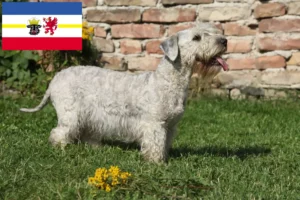 Read more about the article Czech Terrier Breeder și căței în Mecklenburg-Vorpommern