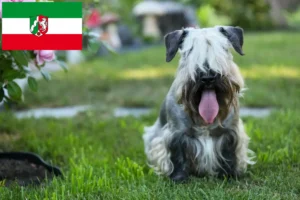 Read more about the article Crescători de Terrier ceh și căței în Renania de Nord-Westfalia