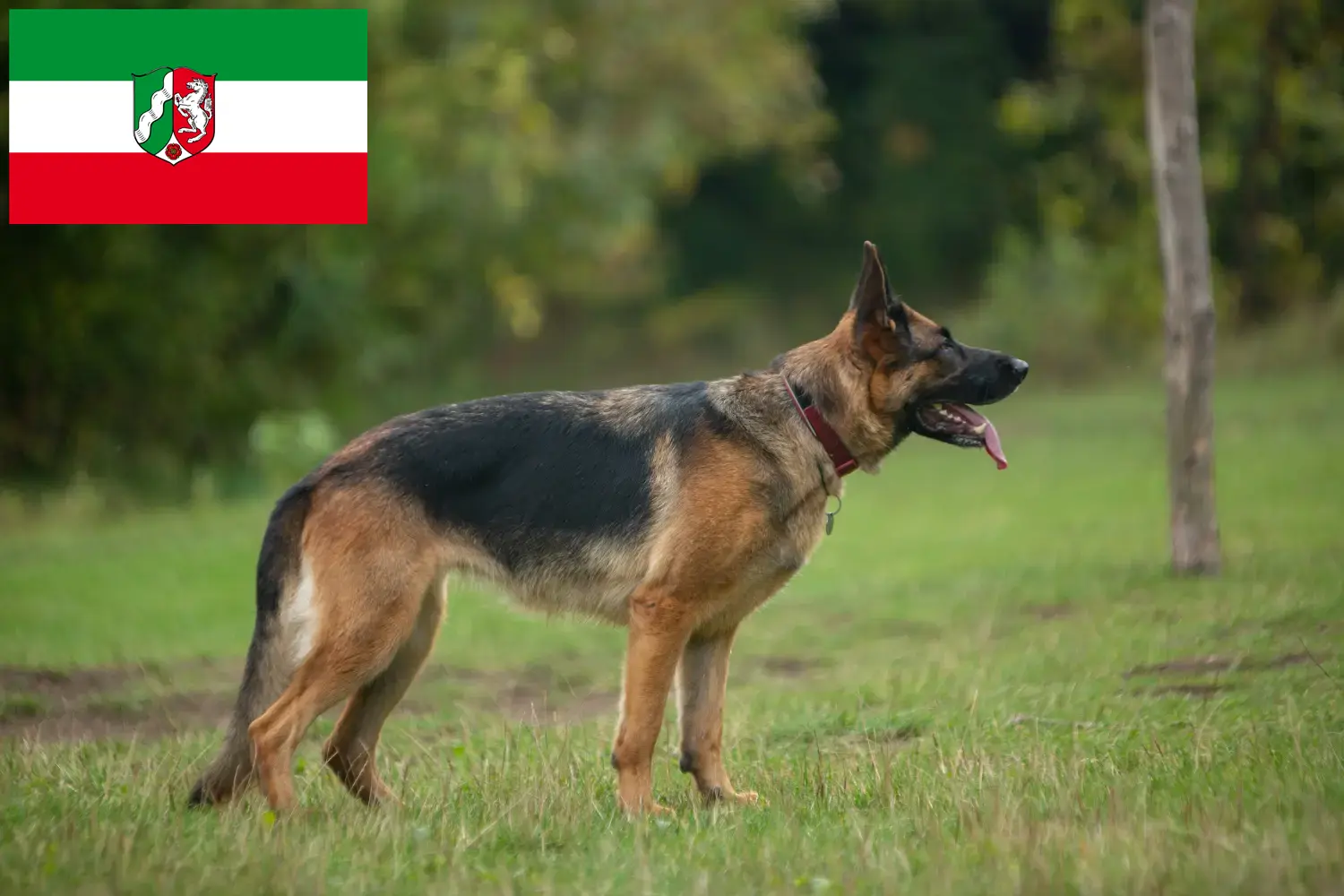 Read more about the article Crescători de câini ciobănești și căței în Renania de Nord-Westfalia