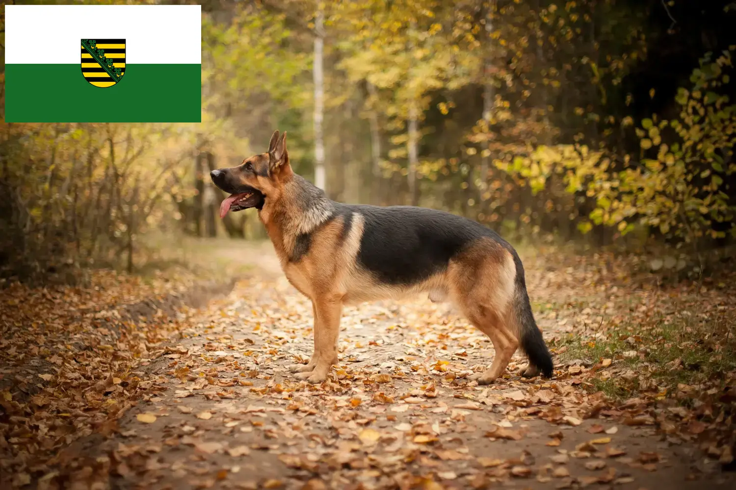 Read more about the article Crescători de câini ciobănești și căței în Saxonia