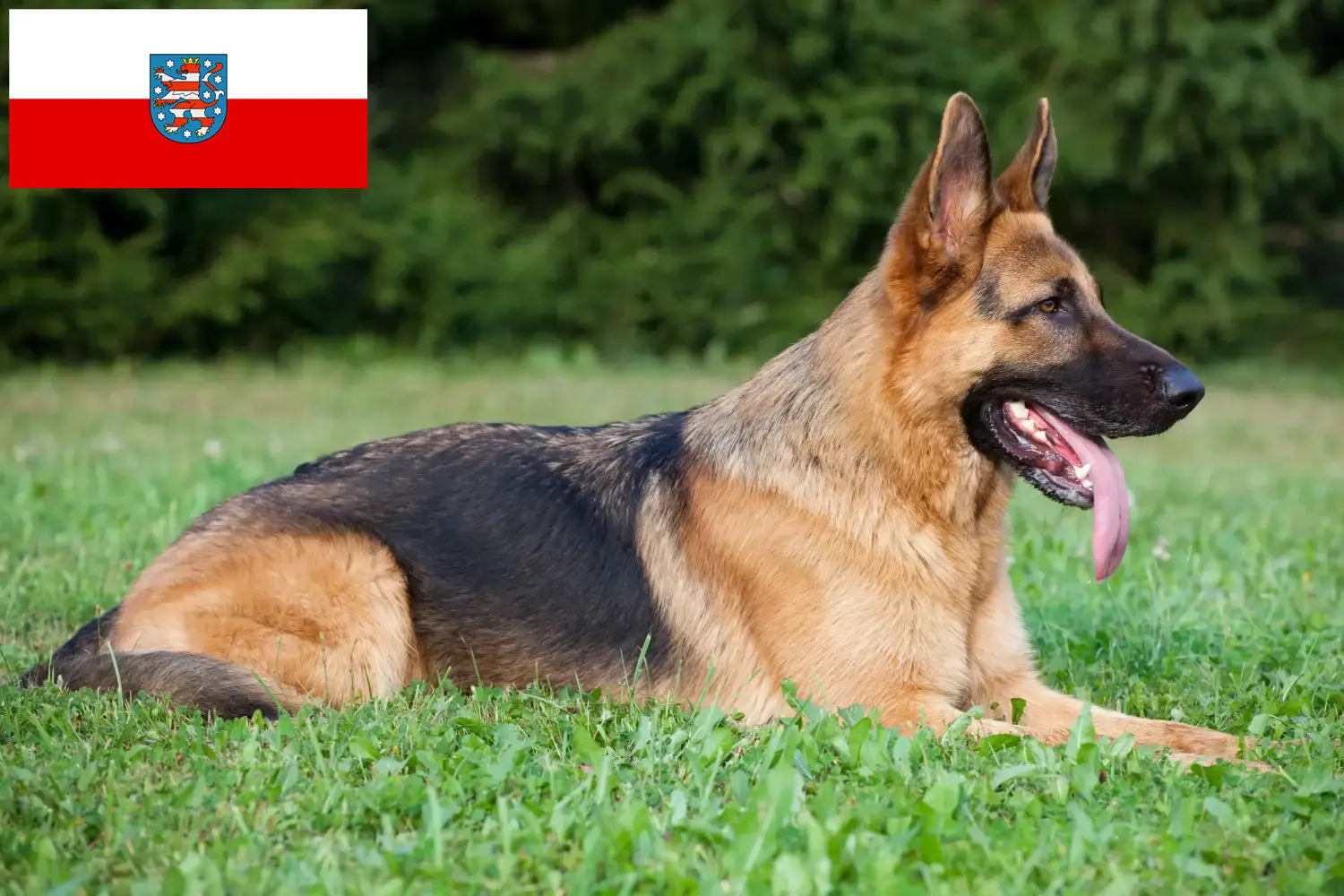 Read more about the article Crescători de câini ciobănești și căței în Thuringia