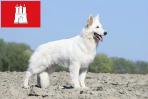 Read more about the article Alb Ciobănesc Elvețian Alb Dog Breeder și cățeluși în Hamburg