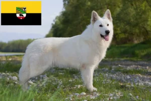 Read more about the article Alb Ciobănesc Elvețian Alb Ciobănesc Dog Breeder și cățeluși în Saxonia-Anhalt