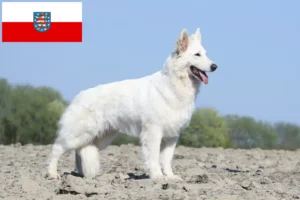 Read more about the article Alb Ciobănesc Elvețian Alb Dog Breeder și căței în Thuringia