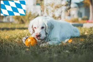 Read more about the article Clumber Spaniel crescători și căței în Bavaria