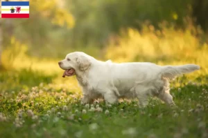 Read more about the article Clumber Spaniel crescători și căței în Mecklenburg-Vorpommern