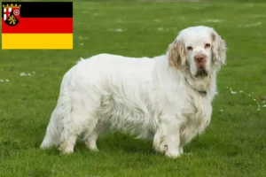 Read more about the article Clumber Spaniel crescători și căței în Renania-Palatinat