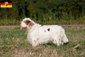 Read more about the article Clumber Spaniel crescători și căței în Saarland