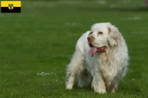 Read more about the article Clumber Spaniel crescători și căței în Saxonia-Anhalt