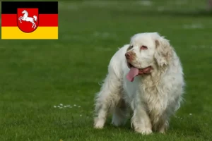 Read more about the article Clumber Spaniel crescători și căței în Saxonia Inferioară