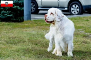 Read more about the article Clumber Spaniel crescători și căței în Thuringia