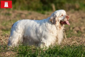 Read more about the article Clumber Spaniel crescători și căței în Hamburg