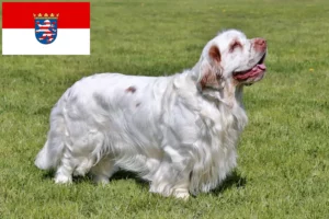 Read more about the article Clumber Spaniel crescători și căței în Hessen