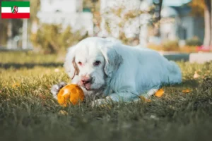 Read more about the article Clumber Spaniel crescători și căței în Renania de Nord-Westfalia