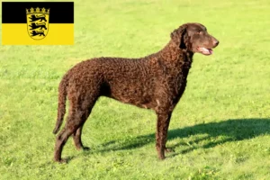 Read more about the article Curly Coated Retriever crescători și căței în Baden-Württemberg