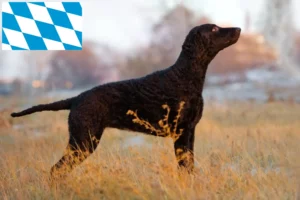 Read more about the article Curly Coated Retriever crescători și căței în Bavaria