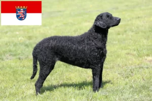 Read more about the article Curly Coated Retriever crescători și căței în Hessen