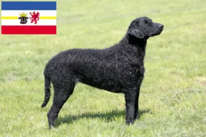 Read more about the article Curly Coated Retriever crescători și căței în Mecklenburg-Vorpommern