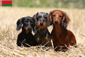 Read more about the article Crescători și căței Dachshund în Belarus