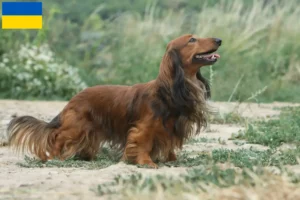 Read more about the article Dachshund crescători și căței în Ucraina