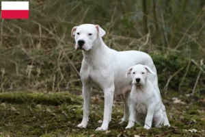 Read more about the article Dogo Argentino crescători și căței în Polonia