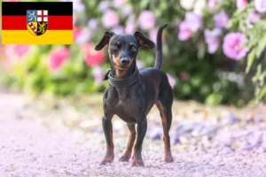 Read more about the article Crescători de Pinscher Miniatural și căței în Saarland