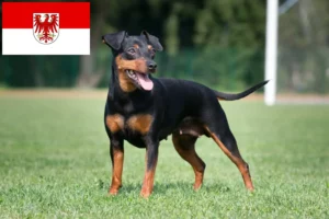 Read more about the article Crescători de Pinscher Miniatural și căței în Brandenburg