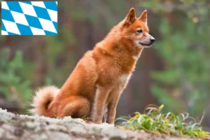 Read more about the article Finnenspitz crescători și căței în Bavaria