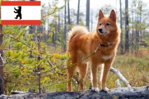 Read more about the article Finnenspitz crescători și căței în Berlin