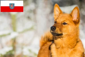 Read more about the article Finnenspitz crescători și căței în Thuringia