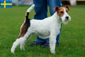 Read more about the article Crescători de Fox Terrier și căței în Suedia