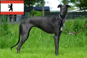 Read more about the article Galgo Espanol crescători și căței în Berlin