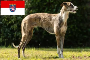 Read more about the article Galgo Espanol crescători și căței în Hessen