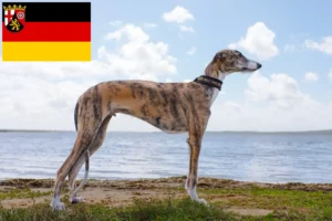 Read more about the article Galgo Espanol crescători și căței în Renania-Palatinat