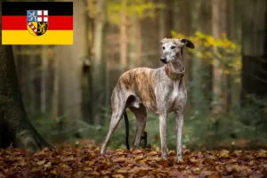 Read more about the article Galgo Espanol crescători și căței în Saarland