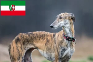 Read more about the article Galgo Espanol crescători și căței în Renania de Nord-Westfalia