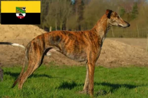 Read more about the article Galgo Espanol crescători și căței în Saxonia-Anhalt