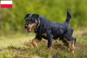 Read more about the article German Hunting Terrier Crescător și căței în Polonia