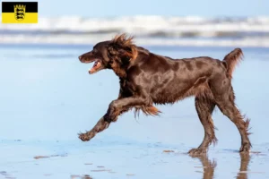 Read more about the article German Longhair crescători și căței în Baden-Württemberg