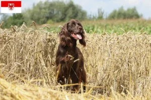 Read more about the article German Longhair crescători și căței în Brandenburg