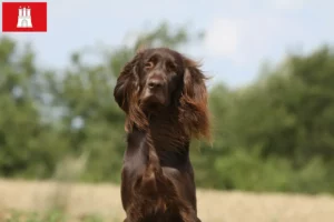 Read more about the article German Longhair crescători și căței în Hamburg