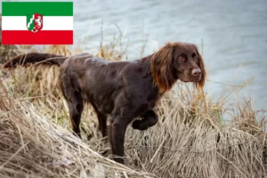 Read more about the article German Longhair crescători și căței în Renania de Nord-Westfalia