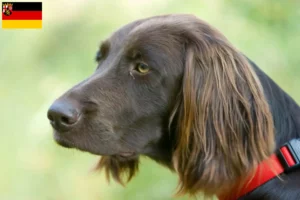 Read more about the article German Longhair crescători și căței în Renania-Palatinat