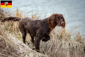 Read more about the article German Longhair crescători și căței în Saarland