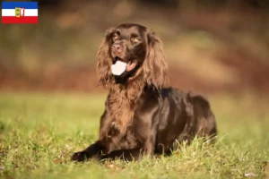 Read more about the article German Longhair crescători și căței în Schleswig-Holstein