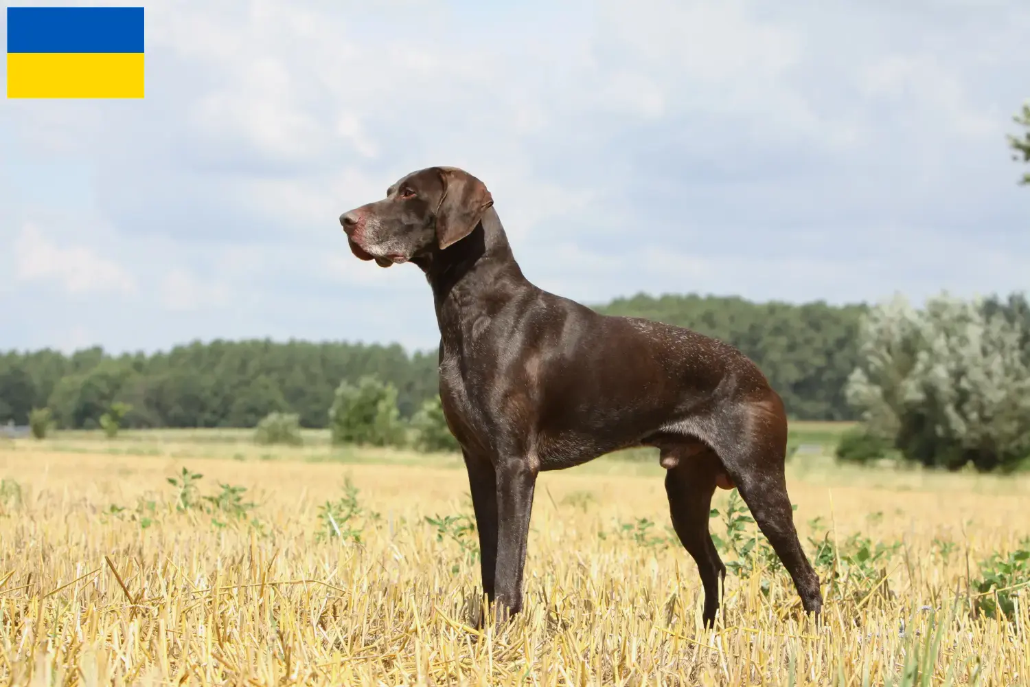 Read more about the article German Shorthair crescători și căței în Ucraina