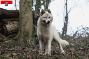 Read more about the article Crescători de câini și căței din Groenlanda în Hessen