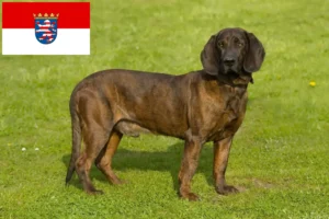 Read more about the article Hannoverscher Schweißhund crescători și căței în Hessen